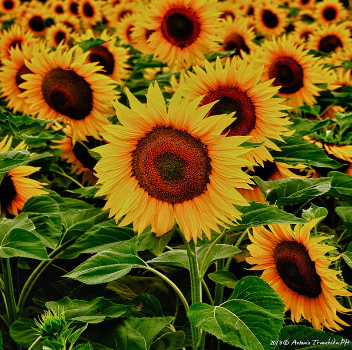 Six Fascinating Sunflower Facts